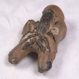 MUD LOBSTER FOSSIL THALASSINA ANOMALA, Holocene, Australia XTA010