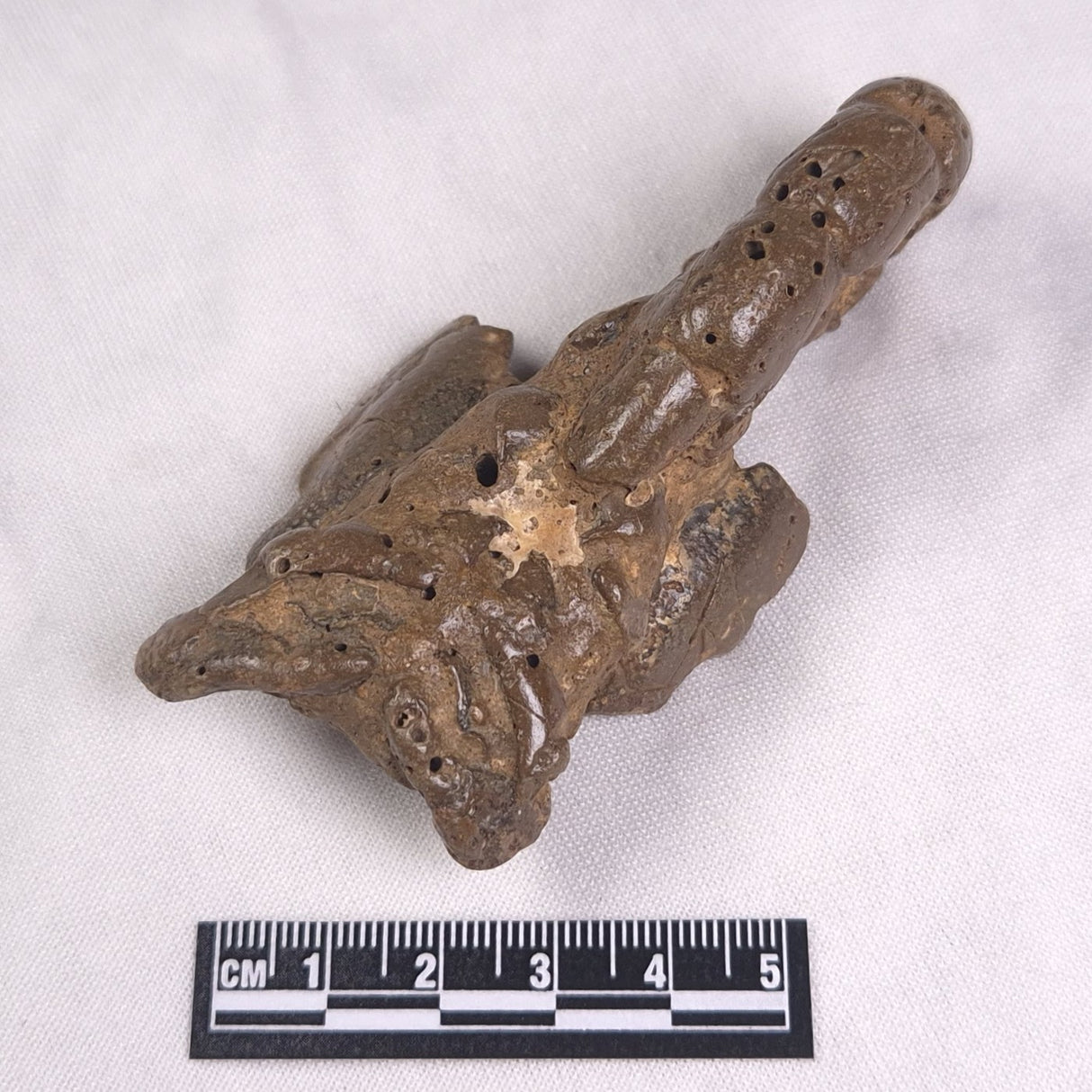 MUD LOBSTER FOSSIL THALASSINA ANOMALA, Holocene, Australia XTA012