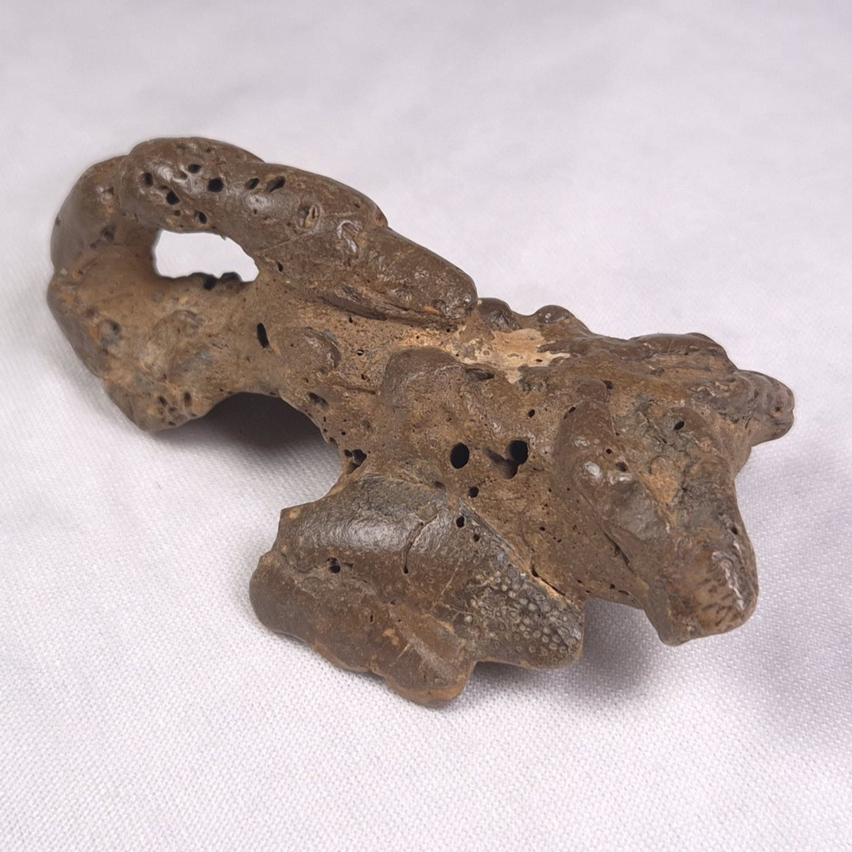 MUD LOBSTER FOSSIL THALASSINA ANOMALA, Holocene, Australia XTA012