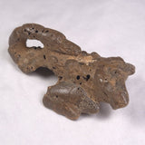 MUD LOBSTER FOSSIL THALASSINA ANOMALA, Holocene, Australia XTA012