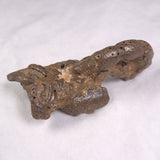 MUD LOBSTER FOSSIL THALASSINA ANOMALA, Holocene, Australia XTA012