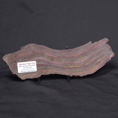 BANDED TIGER IRON MICROBIALITE, Archean, Australia ZBI049