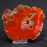 POLISHED AGATE, Agate Creek, Australia YAC008