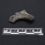DARWIN GLASS IMPACTITE, Impact Melt, Australia YDG038
