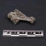 DARWIN GLASS IMPACTITE, Impact Melt, Australia YDG046