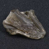 DARWIN GLASS IMPACTITE, Impact Melt, Australia YDG049