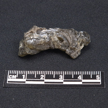 DARWIN GLASS INPACTITE, Impact Melt, Australia YDG055