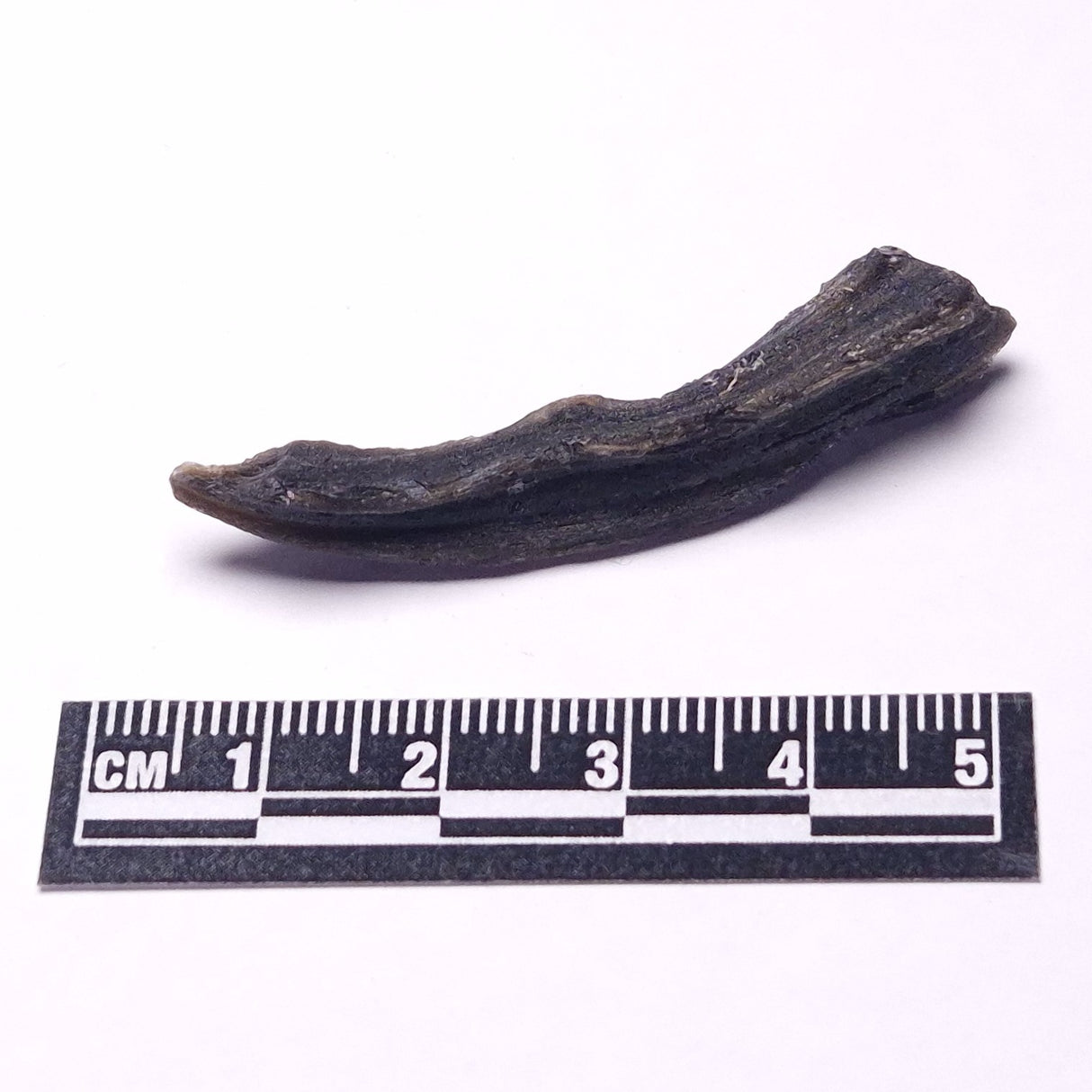 DARWIN GLASS INPACTITE, Impact Melt, Australia YDG085