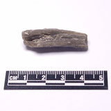 DARWIN GLASS INPACTITE, Impact Melt, Australia YDG086