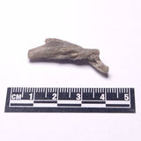 DARWIN GLASS INPACTITE, Impact Melt, Australia YDG087