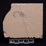 SHRIMP FOSSIL CARPOPENAEUS CALLIROSTRIS, Upper Cretaceous, Lebanon YSL001