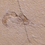 SHRIMP FOSSIL CARPOPENAEUS CALLIROSTRIS, Upper Cretaceous, Lebanon YSL001