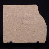 SHRIMP FOSSIL CARPOPENAEUS CALLIROSTRIS, Upper Cretaceous, Lebanon YSL001