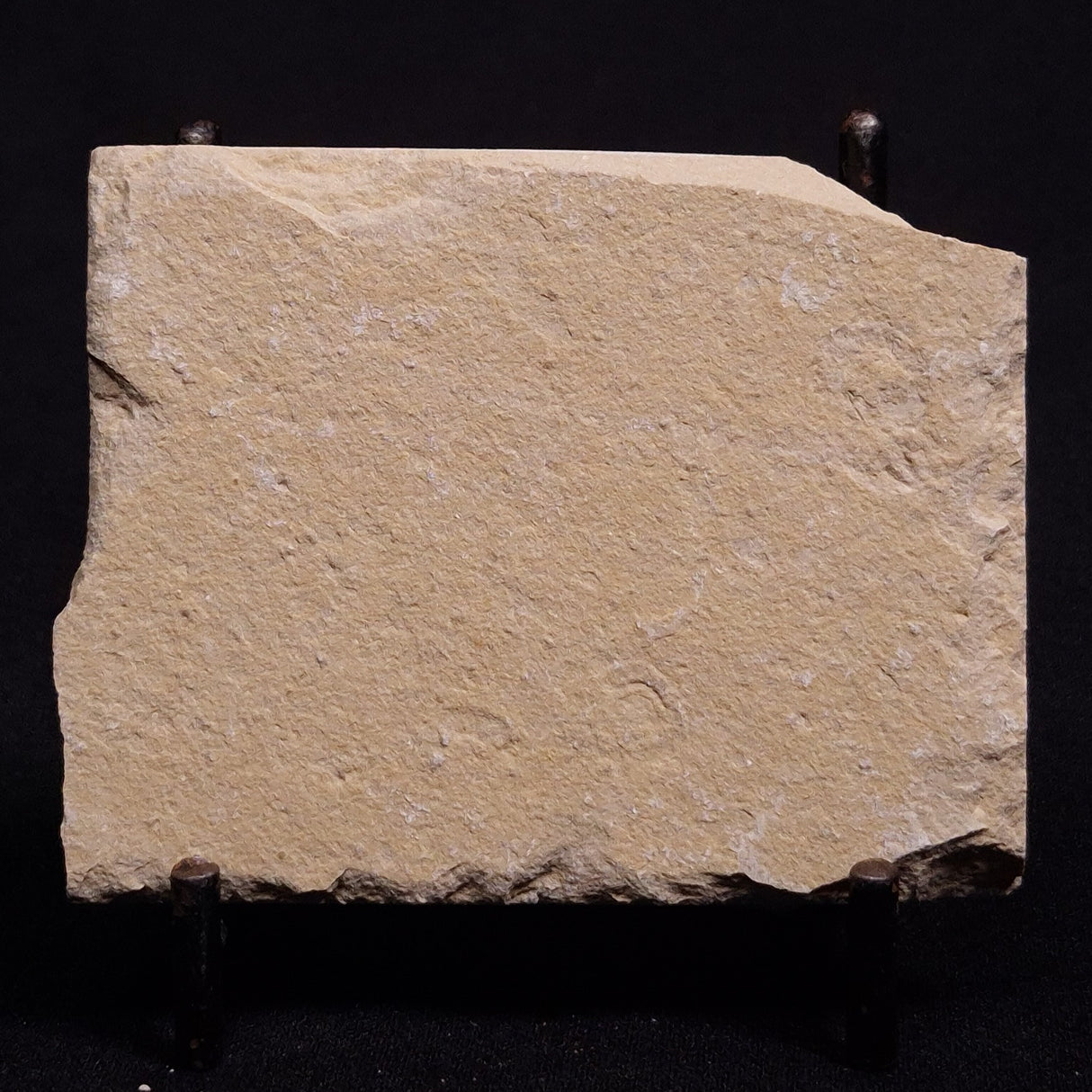 SHRIMP FOSSIL CARPOPENAEUS CALLIROSTRIS, Upper Cretaceous, Lebanon YSL002