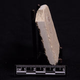 SHRIMP FOSSIL CARPOPENAEUS CALLIROSTRIS, Upper Cretaceous, Lebanon YSL002