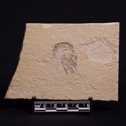 SHRIMP FOSSIL CARPOPENAEUS CALLIROSTRIS, Upper Cretaceous, Lebanon YSL003