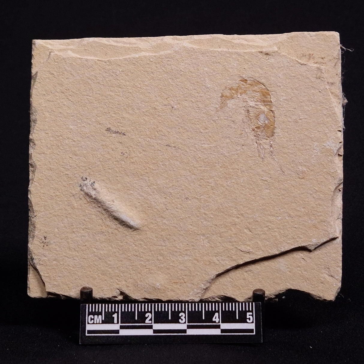 SHRIMP FOSSIL CARPOPENAEUS CALLIROSTRIS, Upper Cretaceous, Lebanon YSL004