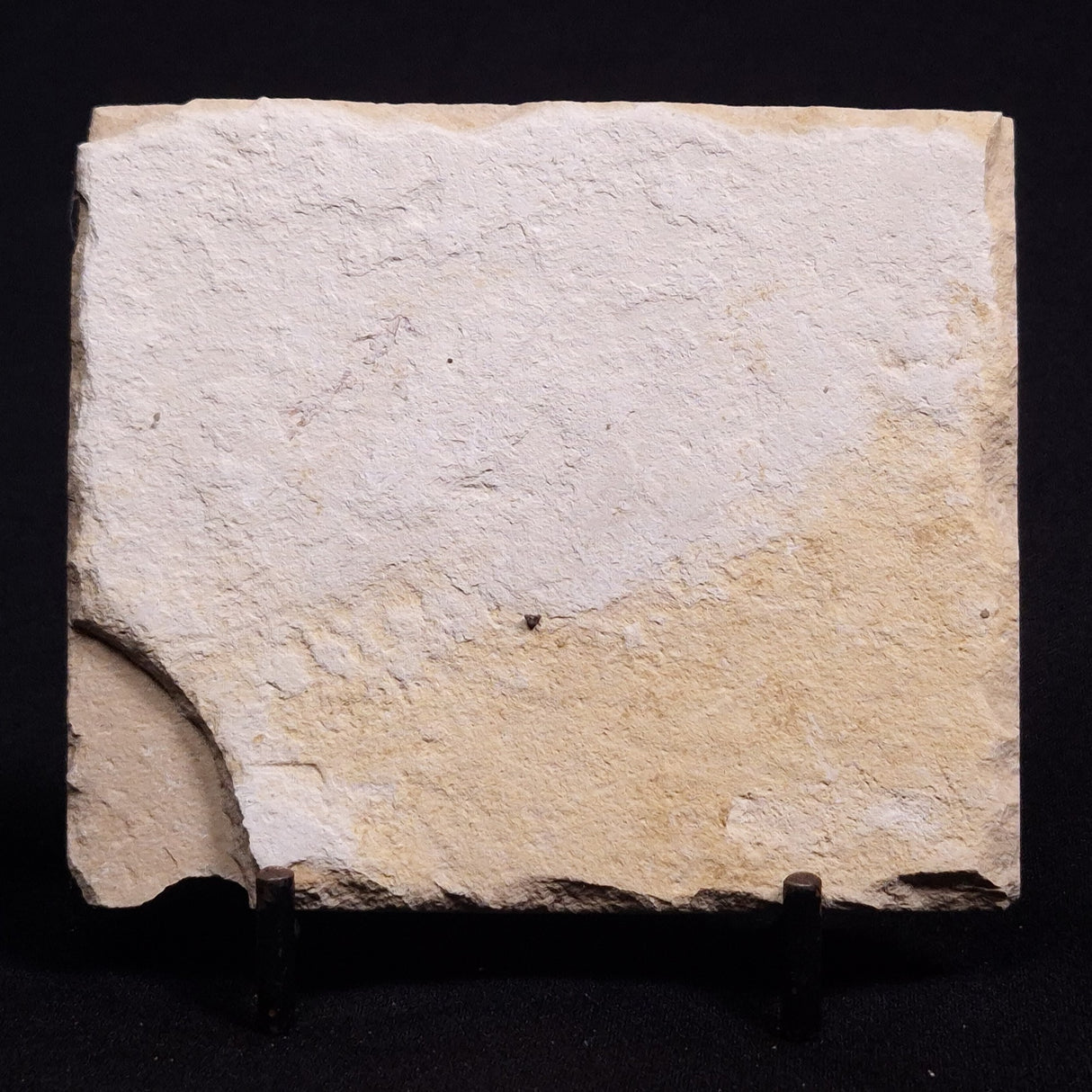 SHRIMP FOSSIL CARPOPENAEUS CALLIROSTRIS, Upper Cretaceous, Lebanon YSL004