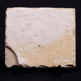 SHRIMP FOSSIL CARPOPENAEUS CALLIROSTRIS, Upper Cretaceous, Lebanon YSL004