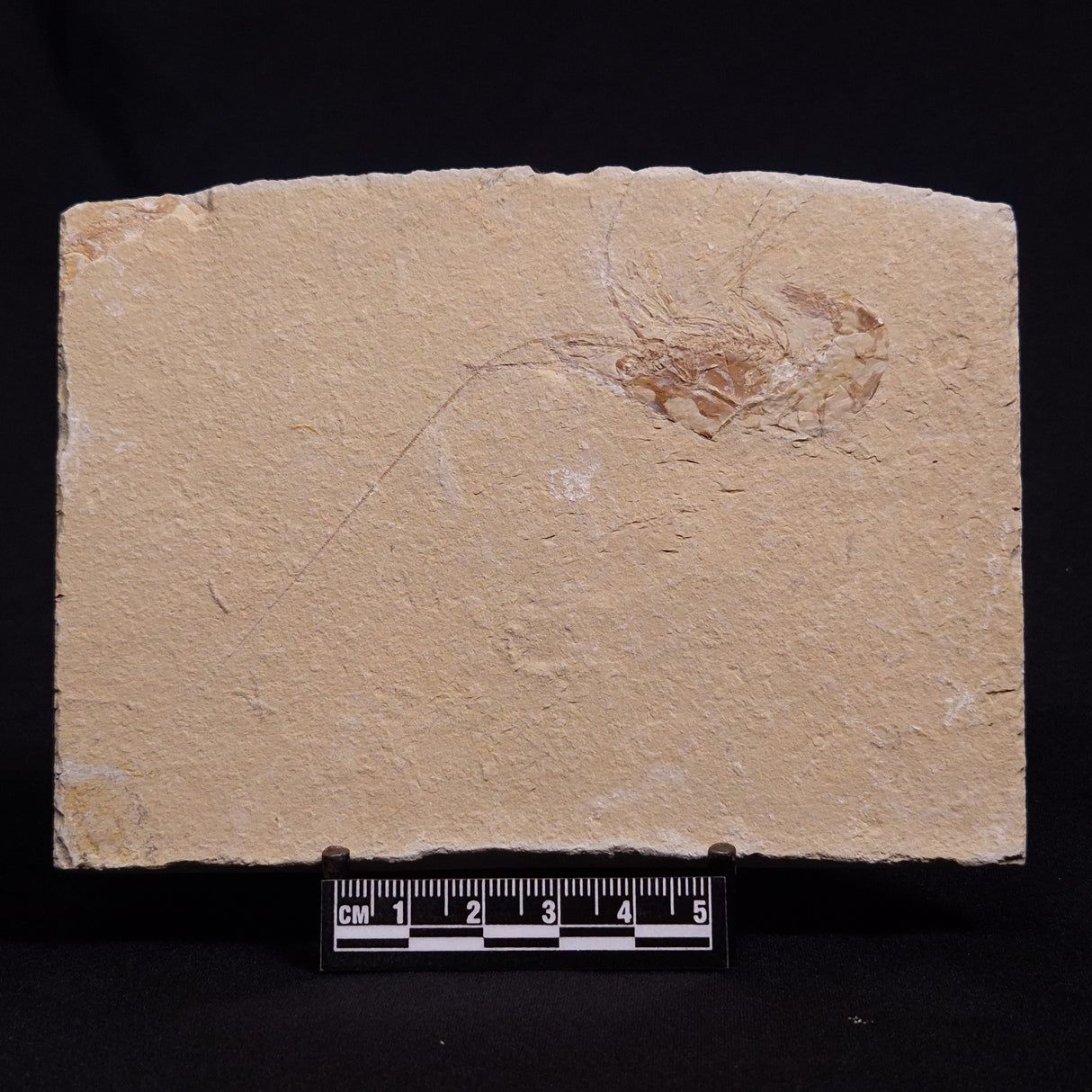 SHRIMP FOSSIL CARPOPENAEUS CALLIROSTRIS, Upper Cretaceous, Lebanon YSL006