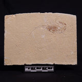 SHRIMP FOSSIL CARPOPENAEUS CALLIROSTRIS, Upper Cretaceous, Lebanon YSL006