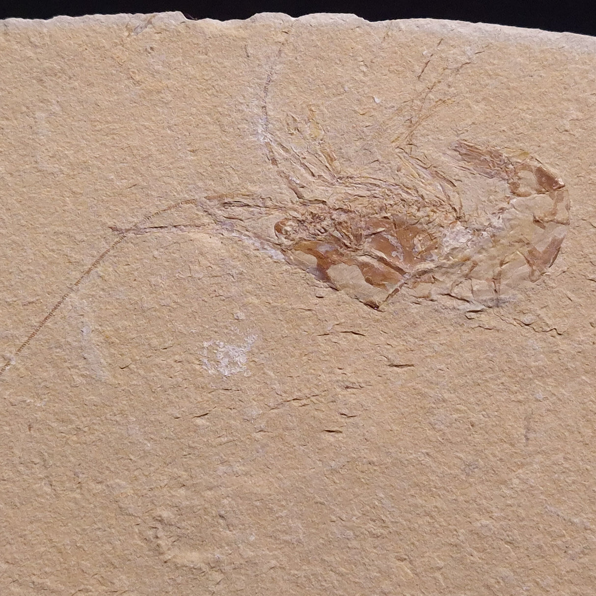 SHRIMP FOSSIL CARPOPENAEUS CALLIROSTRIS, Upper Cretaceous, Lebanon YSL006