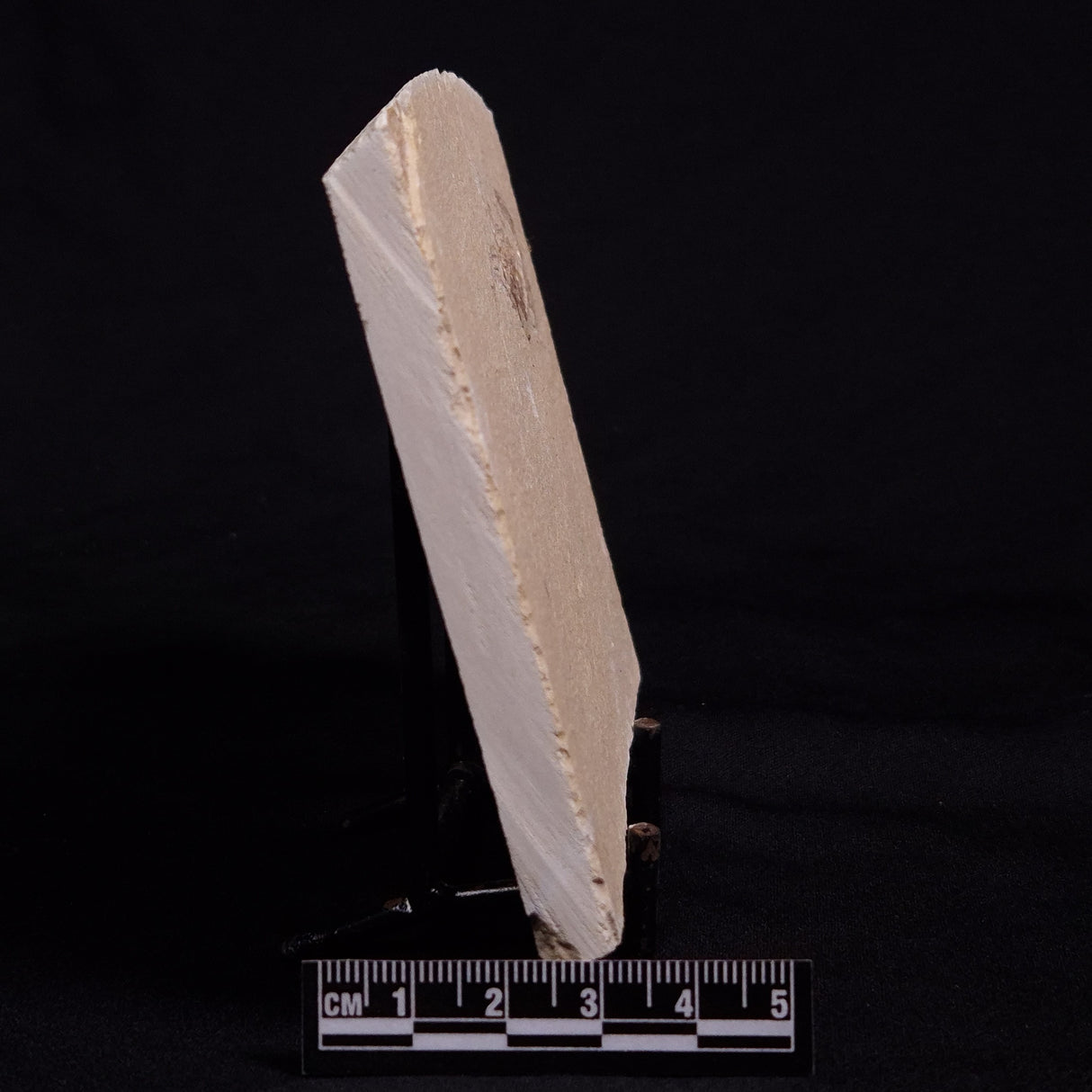 SHRIMP FOSSIL CARPOPENAEUS CALLIROSTRIS, Upper Cretaceous, Lebanon YSL006