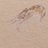 SHRIMP FOSSIL CARPOPENAEUS CALLIROSTRIS, Upper Cretaceous, Lebanon YSL007