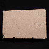 SHRIMP FOSSIL CARPOPENAEUS CALLIROSTRIS, Upper Cretaceous, Lebanon YSL007