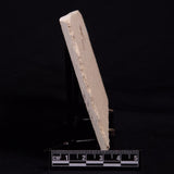 SHRIMP FOSSIL CARPOPENAEUS CALLIROSTRIS, Upper Cretaceous, Lebanon YSL007