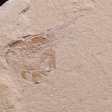 SHRIMP FOSSIL CARPOPENAEUS CALLIROSTRIS, Upper Cretaceous, Lebanon YSL008