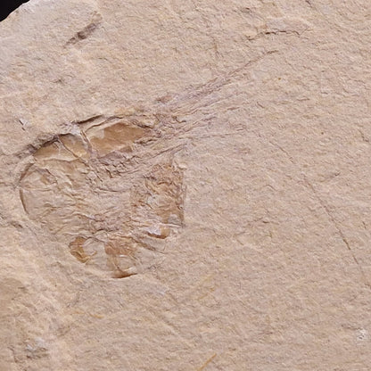 SHRIMP FOSSIL CARPOPENAEUS CALLIROSTRIS, Upper Cretaceous, Lebanon YSL008