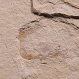 SHRIMP FOSSIL CARPOPENAEUS CALLIROSTRIS, Upper Cretaceous, Lebanon YSL008