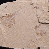 SHRIMP FOSSIL CARPOPENAEUS CALLIROSTRIS, Upper Cretaceous, Lebanon YSL008