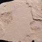 SHRIMP FOSSIL CARPOPENAEUS CALLIROSTRIS, Upper Cretaceous, Lebanon YSL008