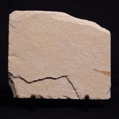 SHRIMP FOSSIL CARPOPENAEUS CALLIROSTRIS, Upper Cretaceous, Lebanon YSL008