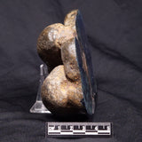 VIVIANITE NODULE, Australia XVI018