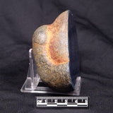 VIVIANITE NODULE, Australia XVI020