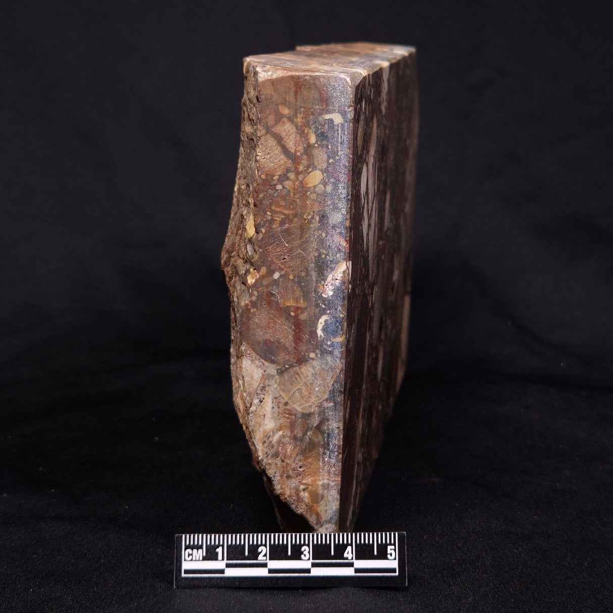 CONGLOMERATE, Australia YSC078