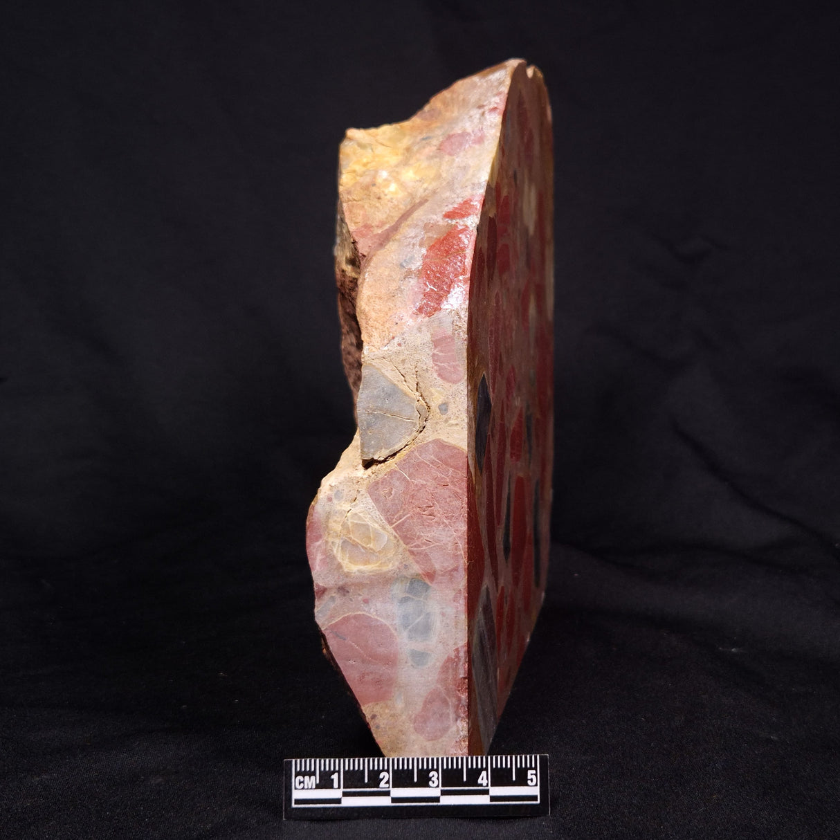 CONGLOMERATE, Australia YSC079