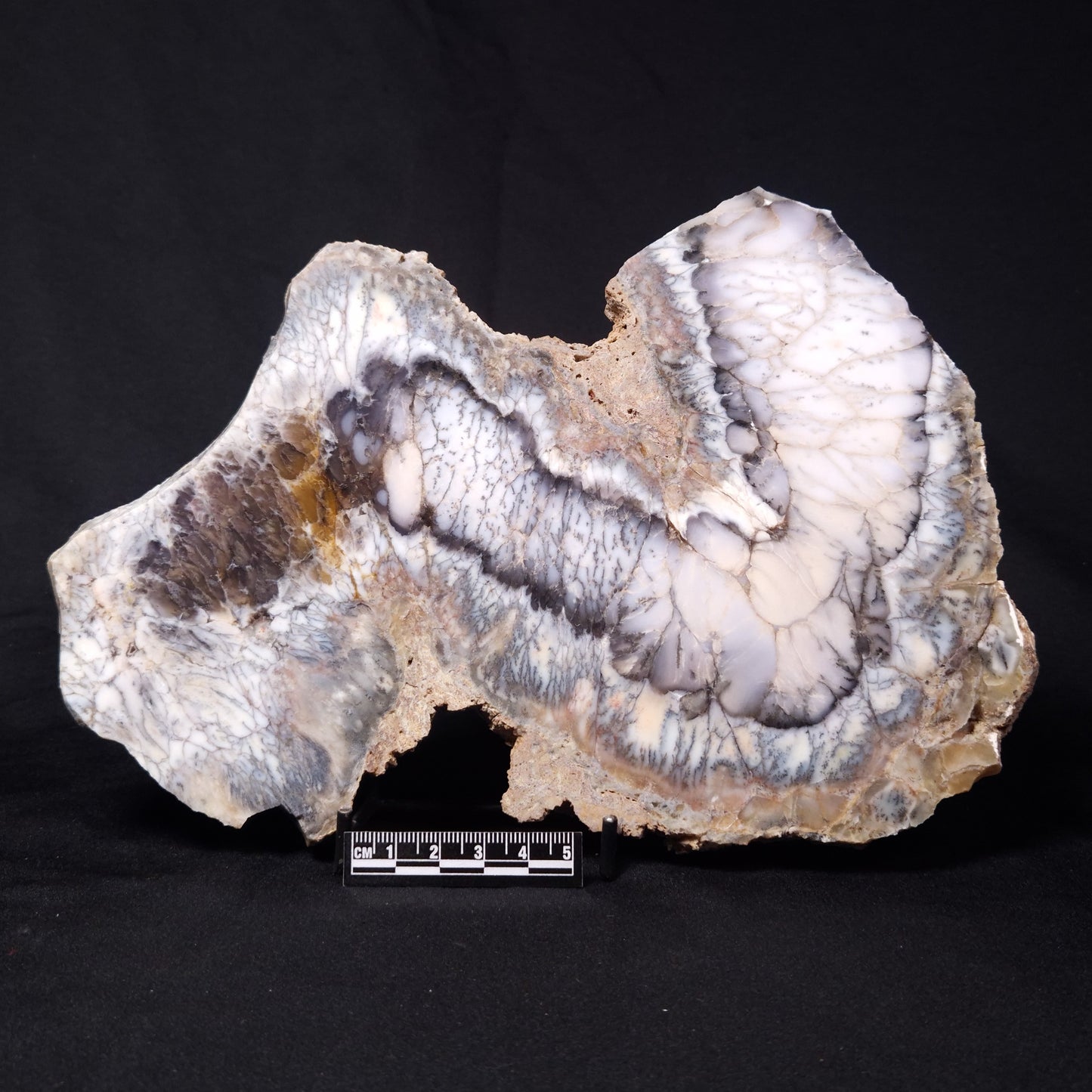DENDRITIC OPALITE (MERLINITE), Australia YSC090