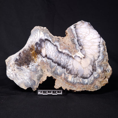 DENDRITIC OPALITE (MERLINITE), Australia YSC090