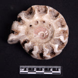 FLUORESCENT AMMONITE, East Timor XAT021