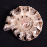 FLUORESCENT AMMONITE, East Timor XAT021