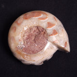 FLUORESCENT AMMONITE, East Timor XAT021