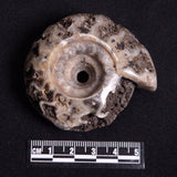 FLUORESCENT AMMONITE, East Timor XAT022