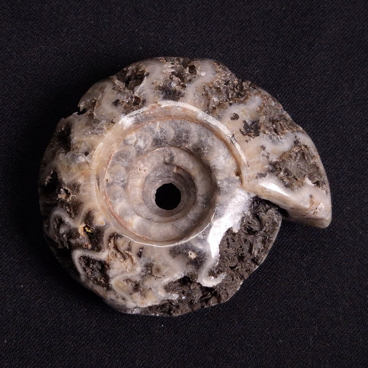 FLUORESCENT AMMONITE, East Timor XAT022