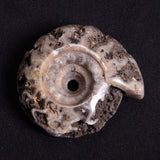 FLUORESCENT AMMONITE, East Timor XAT022