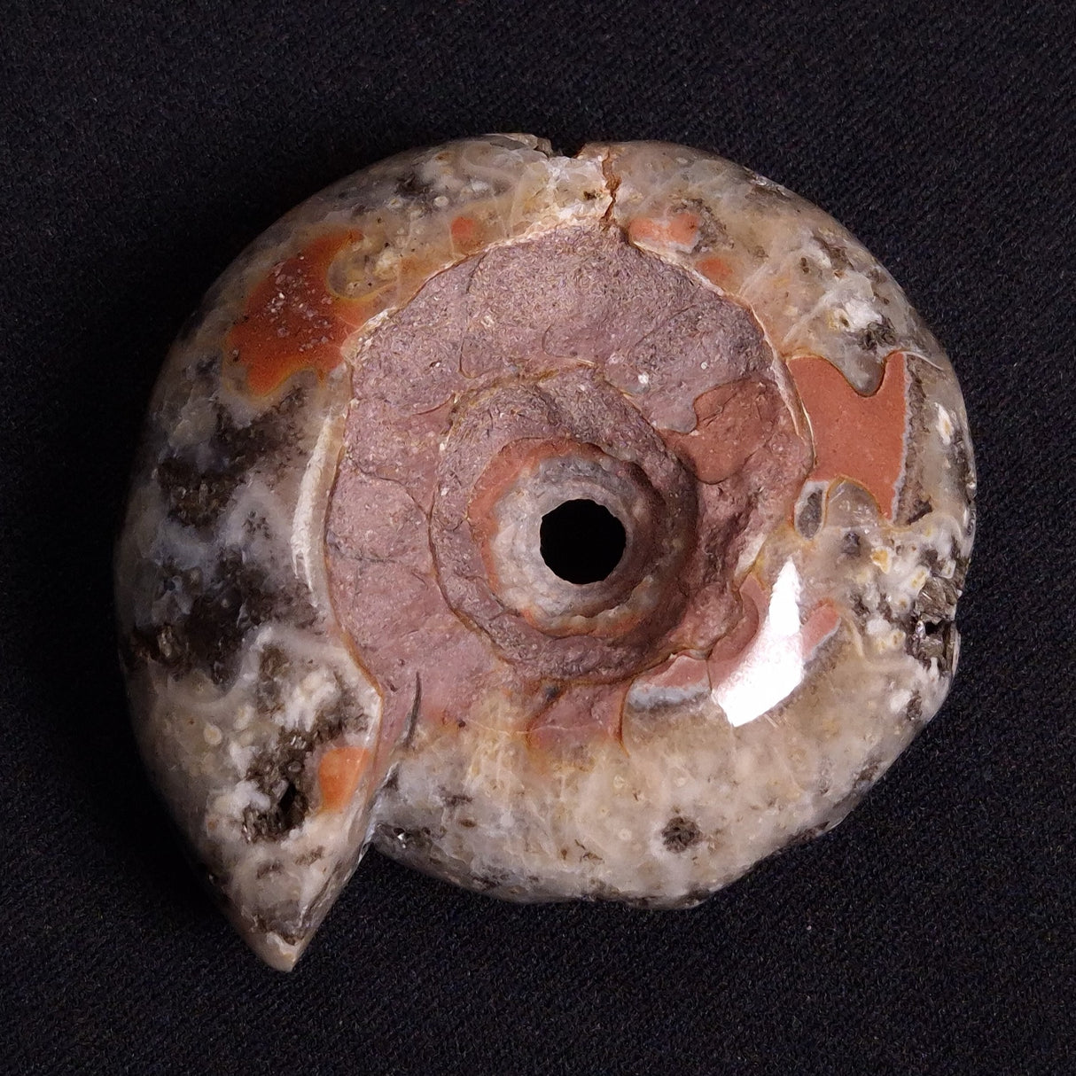 FLUORESCENT AMMONITE, East Timor XAT022