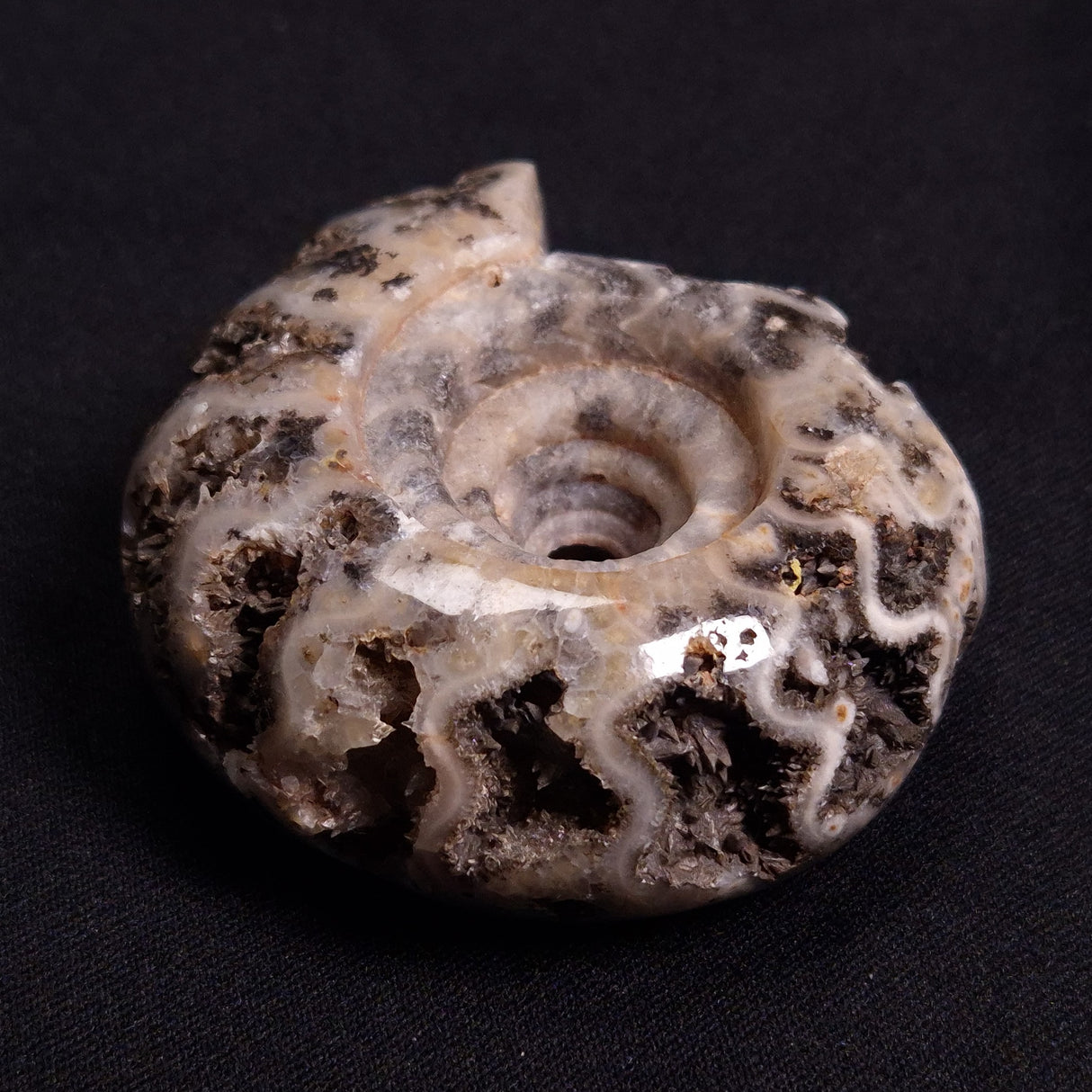 FLUORESCENT AMMONITE, East Timor XAT022